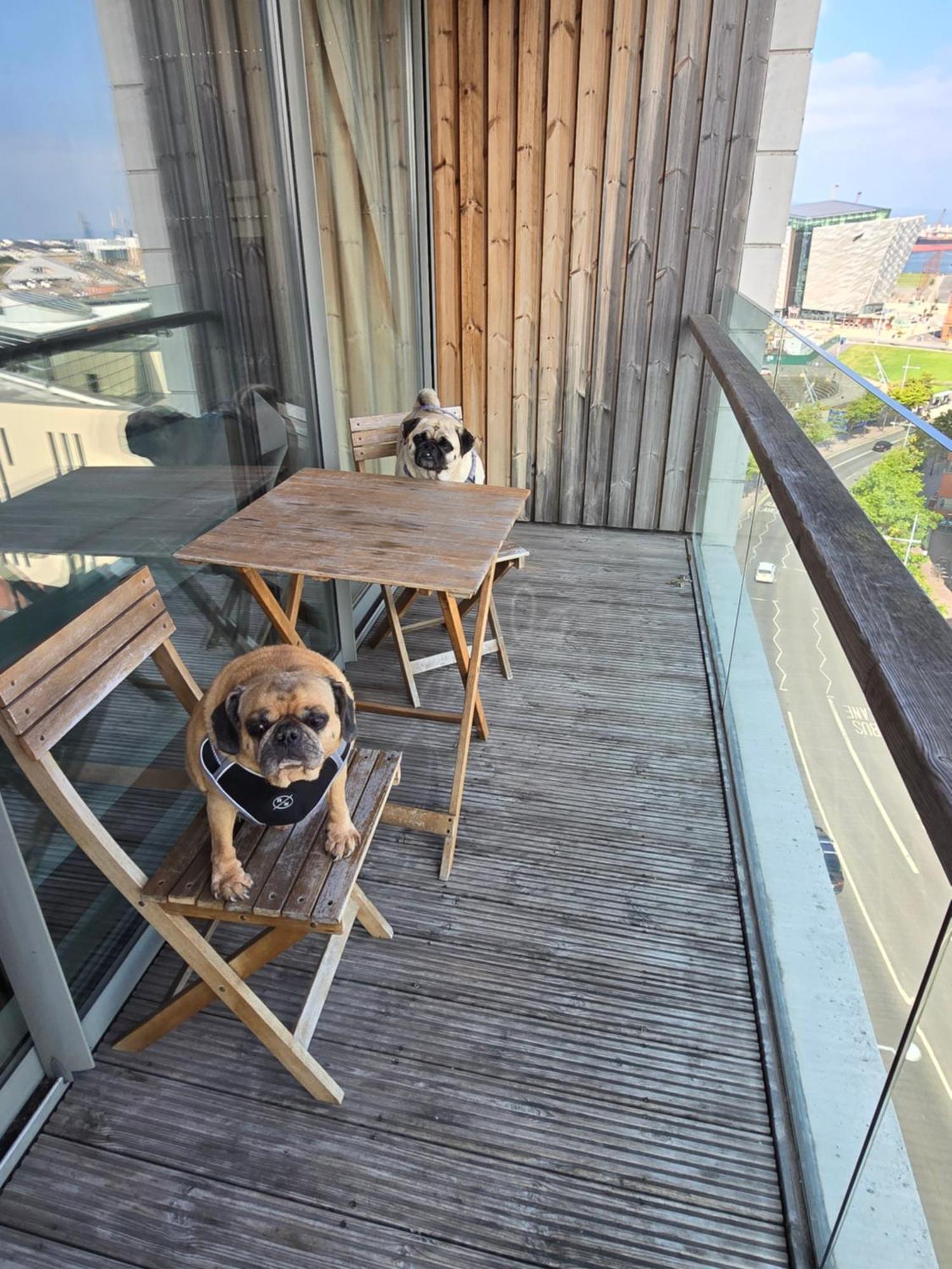 Benji & Milos Apartments Belfast Eksteriør bilde